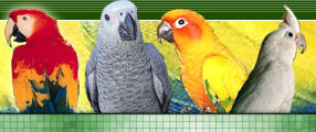 Parrot Behavior