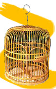 Parrot Cages