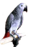 African Grey Parrot