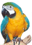 Blue and Gold Macaws