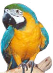 Parrot Behavior