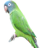 Blue Crown Conure