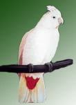 Cockatoo Behavior