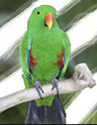 Eclectus Parrots