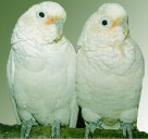 Goffin Cockatoo