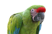 Green Parrot