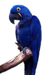 Hyacinth Macaw