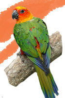 Jendaya Conure