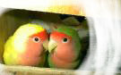 lovebird care