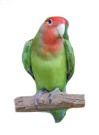 train a lovebird