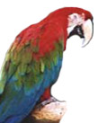 Macaw Diet