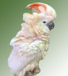 Moluccan Cockatoo