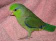 pacific parrotlet