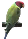 Parakeets