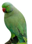 Parakeet Care