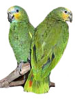 Parrots