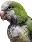Parakeet Behavior
