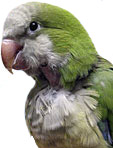 Quaker Parakeet