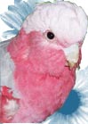 Rose Breasted Cockatoo