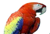 Scarlet Macaw