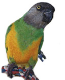 Senegal Parrots