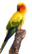 Sun Conures