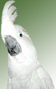 Cockatoos As Pets