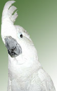 Umbrella Cockatoo